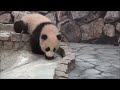 【赤ちゃんパンダ】結浜🐼ママの笹♪時々かけよち♪　giant panda baby yuihin ☆bamboo and walk