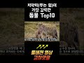 치악력 무는 힘 이 가장 강력한 동물 top10 shorts