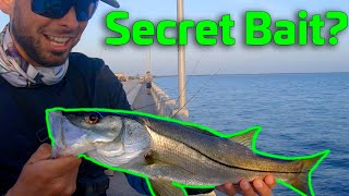 Secret Bait For The Skyway Fishing Pier???