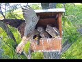 Dinner delivery and wandering young Hungarian Kestrel. Madarles - Live Bird Cams. 15 June 2023