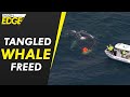 Australian rescuers work to free whale tangled in shark nets off Queensland's Gold Coast