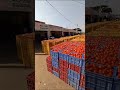 തക്കാളി ചന്ത tomato market vegetable