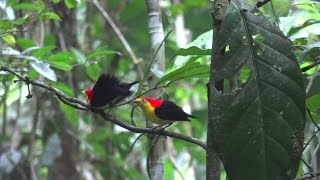 Wire-tailed Manakins of Tiputini - Ecuador