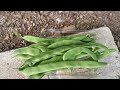 8 tips how to grow pole green beans