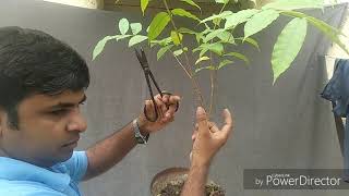 Trimming a Wrightia tinctoria