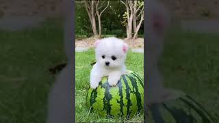 Little puppy outcomes from watermelon #cutepets #lovelydogs #funnydogs