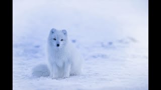 Ciekawostki o zwierzętach - Lis polarny