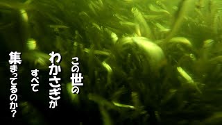 【ワカサギ釣り】岸からワカサギを釣って唐揚げにする。水中はとんでもないことになっていた。