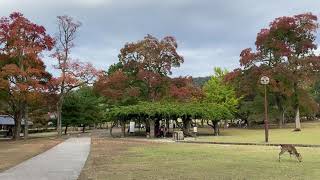 秋の奈良公園 Nara Park in Autumn (2021)