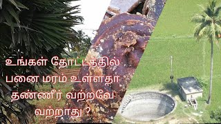 உங்கள் தோட்டத்தில் பனைமரம் உள்ளதா ?