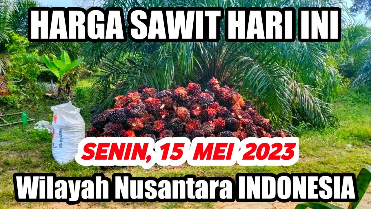 HARGA SAWIT HARI INI, TERBARU 15 MEI 2023 Wilayah Daerah Nusantara ...