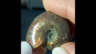 Red Opalised Ammonite - 33