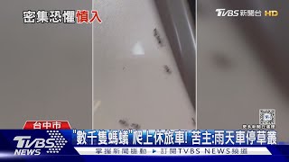 「數千隻螞蟻」爬上休旅車! 苦主現身:雨天車停草叢｜TVBS新聞 @TVBSNEWS01