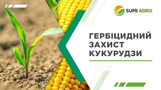 ГЕРБІЦИДНИЙ ЗАХИСТ КУКУРУДЗИ: секрети ефективності від «Самміт-Агро Юкрейн»