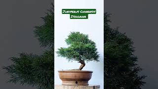 Juniperus Chinensis Itoigawa¡¡¡  Ya disponibles en nuestra página web!!!