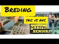 CROS BRED YKC Dengan AVCG