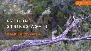 PYTHON STRIKES AGAIN! | Ranger Insights