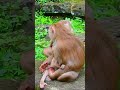 Little Baby Monkey Suddenly Comforts Little Luno While He Is Sleeping #cute #animals #pet