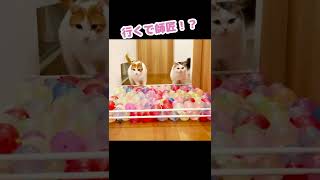 水風船チャレンジをする猫たち #Shorts 【猫アテレコ】