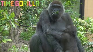 【ゴリラ ASMR】たまにママのオッパイを吸うキンタロウ【gorilla 京都市動物園 ゲンキ】Kintaro sometimes takes milk from her breast