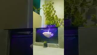 Giant Gourami Albino  Mounster #shorts