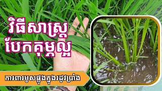 ស្រូវបែកគុម្ភដើម១បាន៣-៥ដើម ?? វិធីសាស្ត្របែកគុម្ភល្អសម្រាប់ស្រូវប្រាំង - ពូជ ĐT 8 កំចាត់មូសផ្លុងល្អ