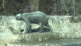 ポロロ　おもちゃにダ～イブ　シロクマ　　ポロロ８８（とくしま動物園）