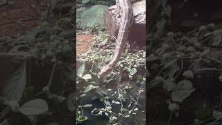 Indian snake #wildlife #snakevideo