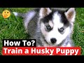 How to Train a Husky puppy? The Easiest yet Most Effective Training Technique EXPOSED 😲