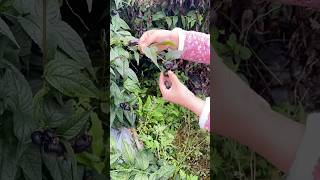 Harvesting fresh Hongguoshen(fruit) process