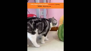 Funniest Videos 2022 😂 Funny Cats 🐱 #cute #cat #short 1224