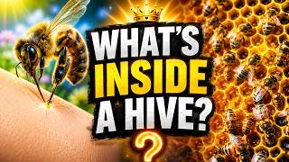 Most People Get This Wrong About Bees… Here's Why#Bees #HoneyBee #QueenBee #BeeFacts#Nature#Animals