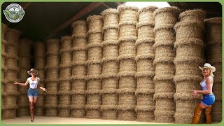 How Linen Is Made - Fascinating Flax Processing of Million Tons In Modern Factory