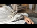 お腹の上でまどろむ子猫がかわい過ぎる［スコティッシュフォールド・ぐう］／relaxing time with cats