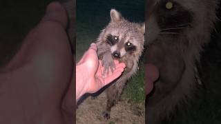 Look At It #Raccoon