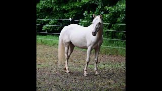 MtnTop Easter Lily - 2012 cremello Morgan mare - grooming