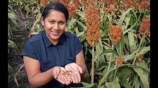 Researchers target sorghum breeding to boost grain crops