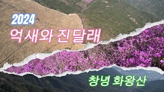 4K 드론영상 | 억새와 진달래 | 창녕 화왕산