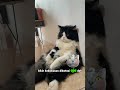 aturan siapa yang buat klo harus punya pacar 1 ? #funnyvideo #kucinglucu #tingkahlucukucing #kucing