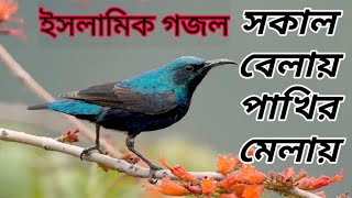 সকাল বেলা পাখির মেলায় | Best Islamic Song | Bangla Islamic Gojol By ALL IN ONE