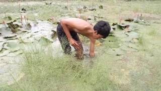 Fishing Eel by Using Trap - Catch Eel by Traditional Tool - Cambodia Traditional Fishing