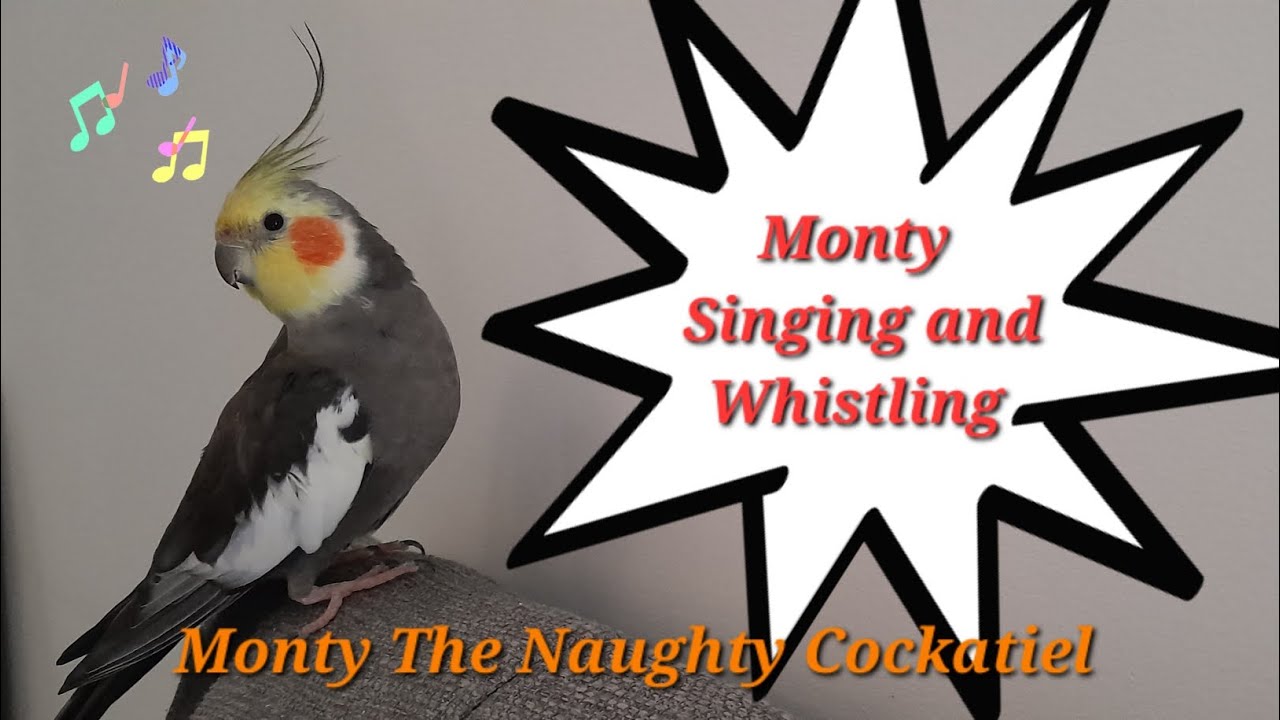 Monty The Naughty Cockatiel Singing And Whistling Viral Monty