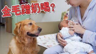 The big golden retriever wants to drink the baby's milk, this look is so playful~