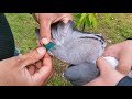 Как посадить голубя на резки изолентой how to squeeze a pigeon wing with electrical tape