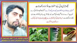 Bichoo jari booti kay istimal fawaid aor nuqsan|stinging nettle herb uses benefits and sideeffects|