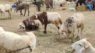 chamarajpet bakrid market 2021