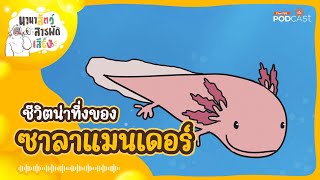 ชีวิตน่าทึ่งของซาลาแมนเดอร์ | นานาสัตว์สารพัดเสียง