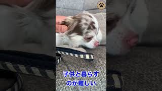 子どもと暮らすのが難しく保護犬になったチワワ#shorts