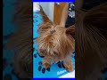 Removing In growing Warts | Naturasil Dog Warts & Dog Skin Tag Removal Liquid 🐕‍🦺