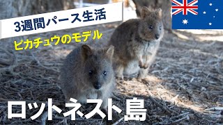 【オーストラリア】パースから約2時間のロットネスト島